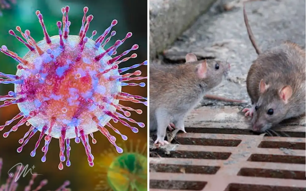 Hantavirus en Valles del Tuy | Síntomas, Contagio y Prevención